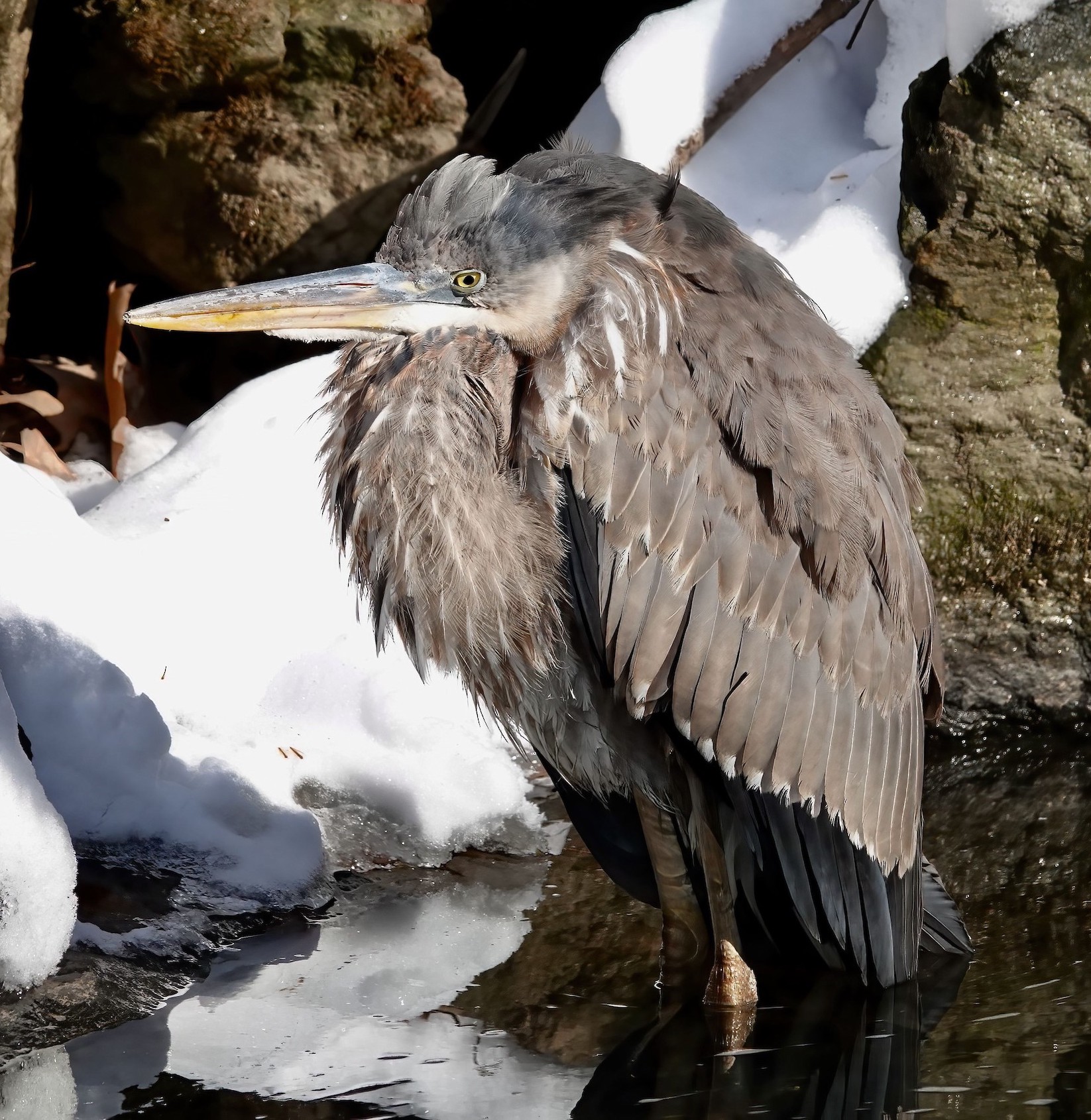 greatBlueHeron1