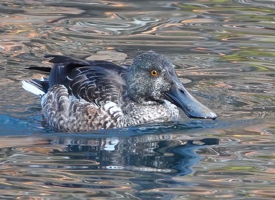 northernShoveler1